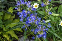 Горечавка перекрестнолистная или крупнолистная(Gentiana Cruciata)